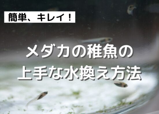 メダカの稚魚のビンの水換え方法 稚魚に優しいやり方と必要なグッズ メダカをビンで飼う暮らし