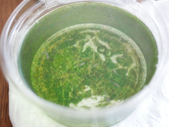 メダカの稚魚のプラカップ内に発生した藻