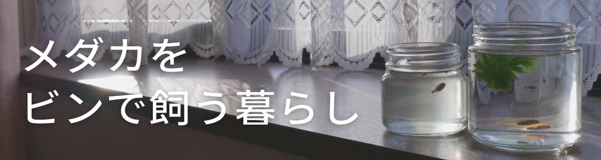 メダカをビンで飼う暮らし